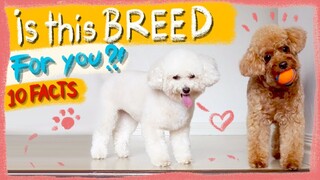 TOY POODLES- 10 Things to Know BEFORE Getting One | The Poodle Mom