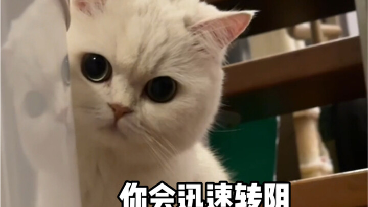 تهانينا لوصولك إلى القط الصغير الذي تحولت نتيجته إلى سلبية