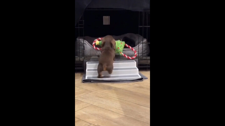 Mua cho cún con một cái bậc thang, vì nó quá nhỏ không thể leo lên giường.