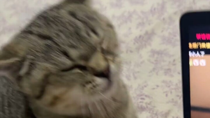 Kucing kecil: Bunuh, bunuh, bunuh!