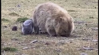 The wombat mom is so loving with her little one!