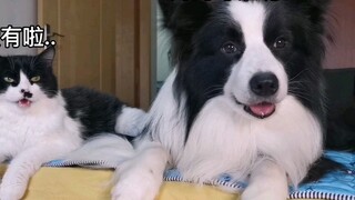 Bagaimana rasanya berkomunikasi dengan kucing sapi yang dipelihara oleh border collie tanpa ada hamb