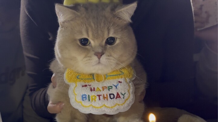 Happy 1st Birthday to My Kitten!