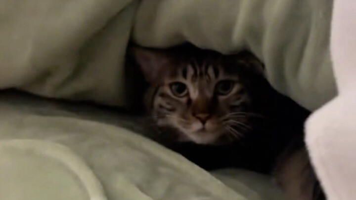 Socially Awkward Kitty Heads Home for the New Year