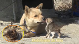 Cat|The Doggy Saves the Kitten
