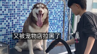 宠物店老板：下次再带这二哈来洗澡，兄弟都没得做！