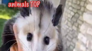 Động vật dễ thương khi bạn căng thẳng tập 5