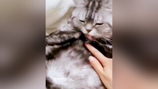 mèoyanghồ mèo mèocute cat catlover hàihước hài cườikhôngnhặtđượcmồm cứ trêu ngươi trẫm đi