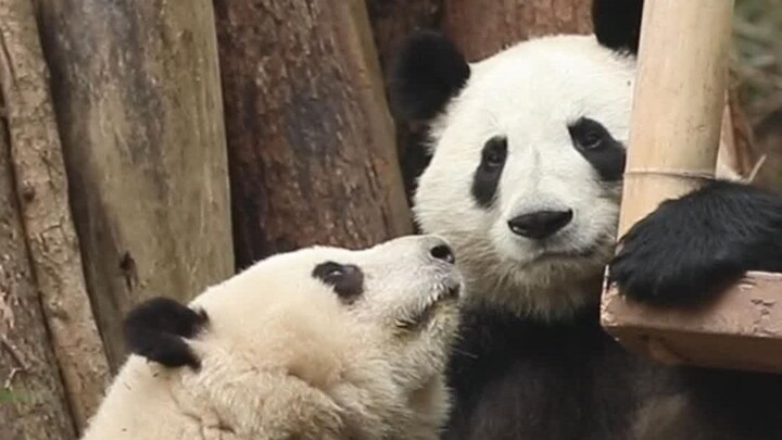 Hoa có mùa nở, quả có mùa chín, chúc Hoa và Diệp tròn ba tuổi thật vui vẻ!