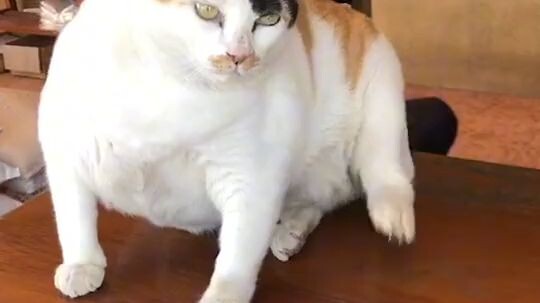 big chongki cat