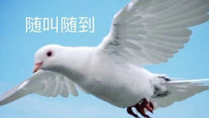 “ชีวิตบ่นพึมพำในอังกฤษ” 33.0