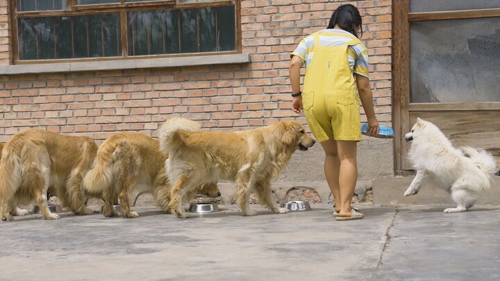 In a pack of dogs, the one who eats last is the alpha dog.