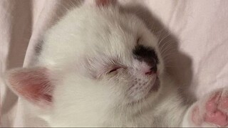 baby cat sleeping soooo cute