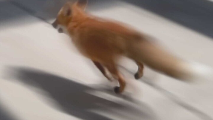 Raising Fox Resulted in the Thing I Feared most