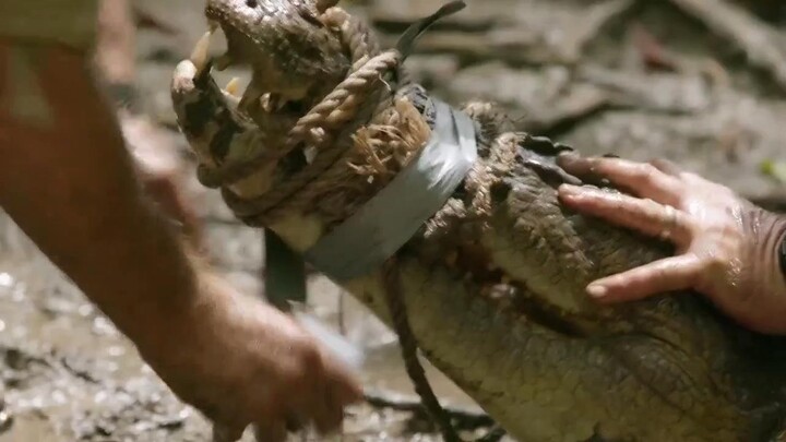 Lãnh địa cá sấu hoang EP 9 [Sub Việt]