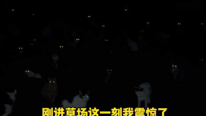 Padang rumput catnip di tengah malam dipenuhi bintik-bintik kecil seperti bintang.