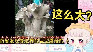 日本萝莉看云南蘑菇 大受震撼