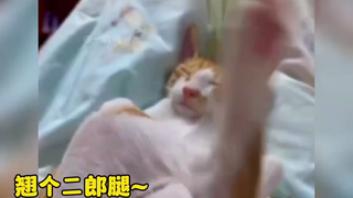 再也不跟猫睡了