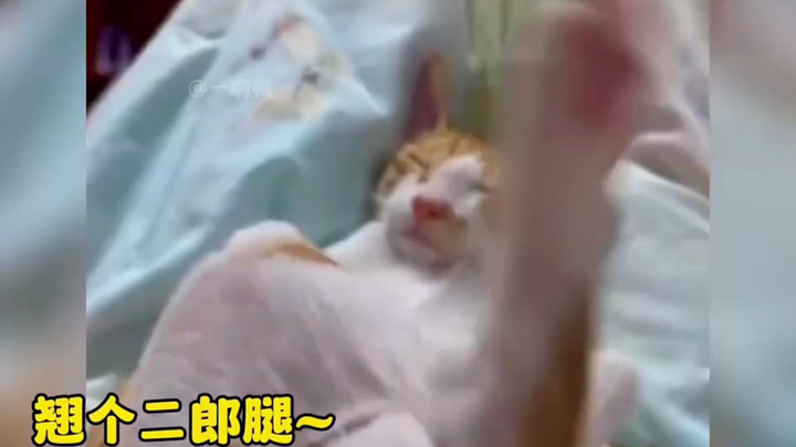 Never sleep with a cat again