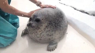 Cheese Seal