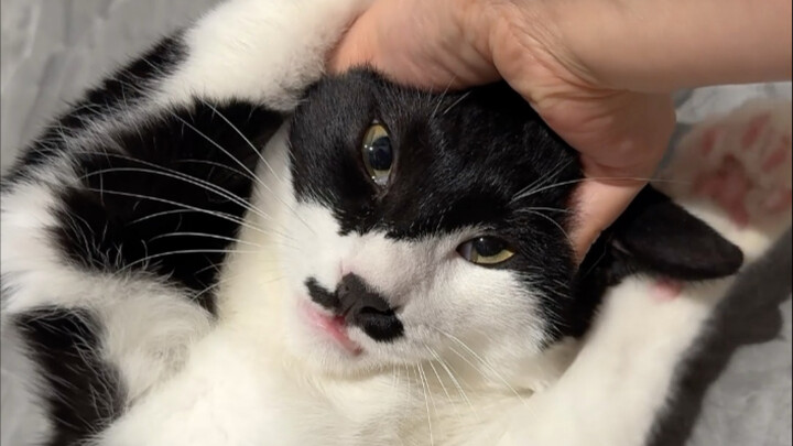 Bí mật về chú mèo bò sữa phá nhà đã bị phanh phui!