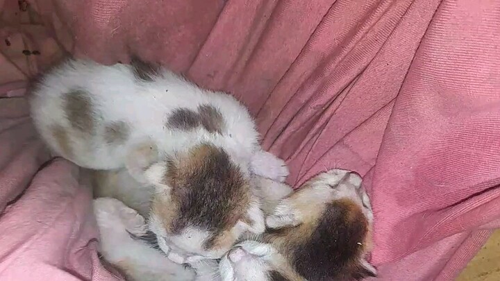 cute baby cat, amazing