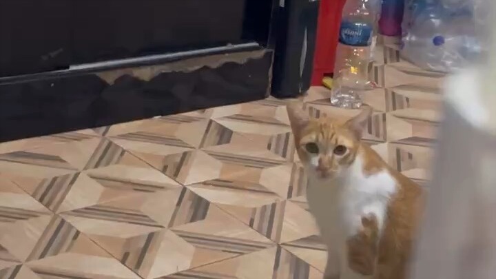 “หม่ามี้เทแล้วนะลูก ลองดมดูสิ…พี่จ๊อก็ร้อง‘เมี๊ยว~’