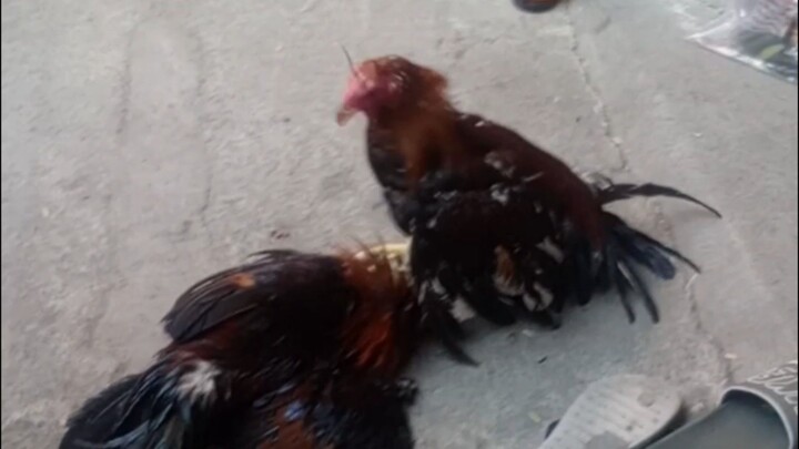 Naka bulag sa ulot 🫣 7mons old💪🏻