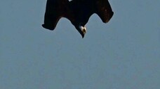 魚鹰完美的高台跳水Osprey made a high-attitude dive.   #sprey #hawk #highattitudedive #nature #SoCal