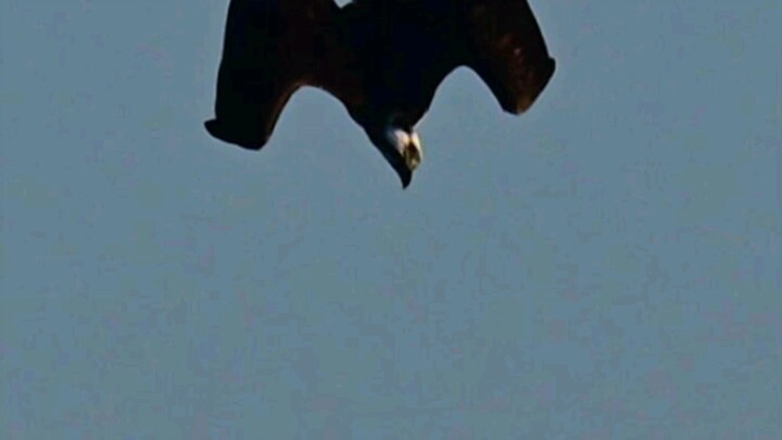 魚鹰完美的高台跳水Osprey made a high-attitude dive.   #sprey #hawk #highattitudedive #nature #SoCal