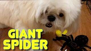 Dog Reacts To A Giant Spider Placed Above His Treats (Cute & Funny Shih Tzu Dog Video)