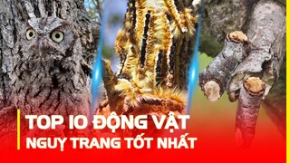 TOP 10 LOÀI ĐỘNG VẬT NGỤY TRANG TỐT NHẤT THẾ GIỚI | HÓNG KHÁM PHÁ