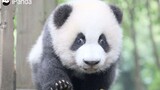 【滚滚】3分钟带你回顾2019最“憨”大熊猫宝宝——绩笑