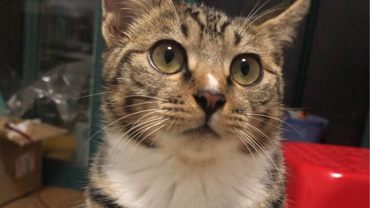After you start raising a calico cat, even when you’re just staring into space, there’s always a fel