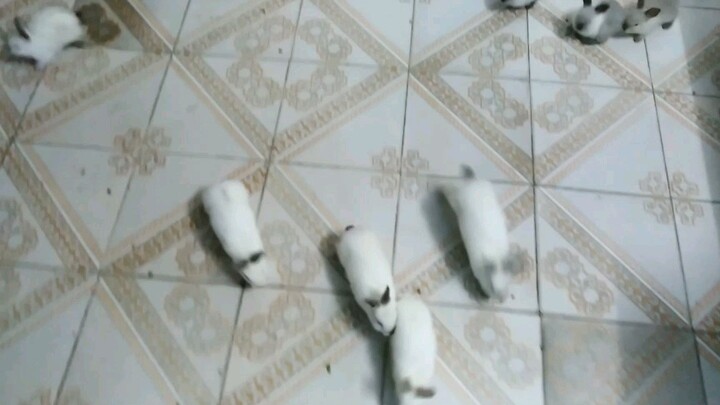 The rabbits just don't let go of your coney hair slippers