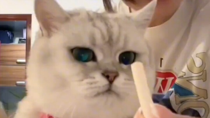 芬儿用实际行动证明羊奶棒确实很好吃