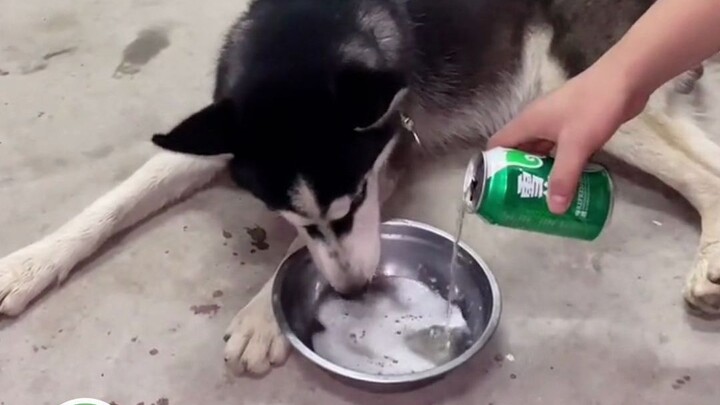 Thôi thì bảo nhau, giờ đến ba chữ “không thể uống” cũng được nói ra sang chảnh vậy luôn hả?! Thật sự