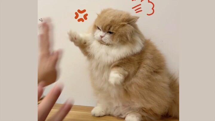 Cat Personality Test! My little cat has such a great temperament～