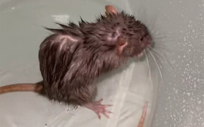 Hampir saja ku pikir tikus tanah peliharaanku dimakan kucing!