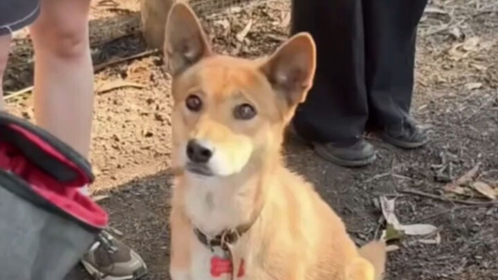 Dingo Australia: Setelah sekian tahun, akhirnya ada orang dari kampung halaman datang!