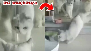 Kucing adalah Benda cair. Ini Buktinya..