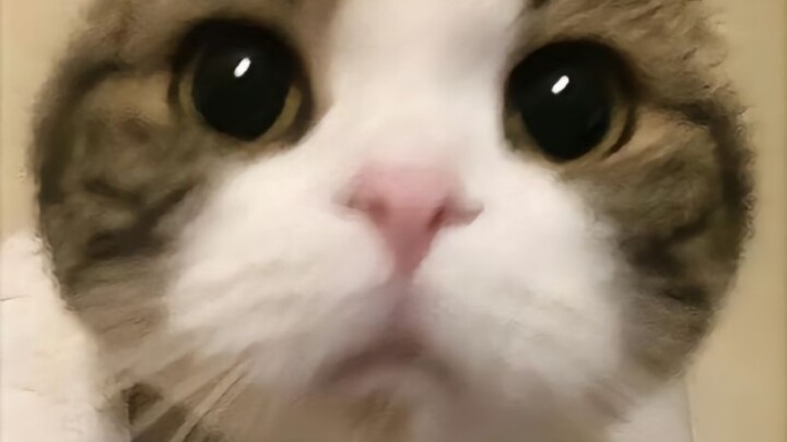 每日分享搞怪好玩的表情包