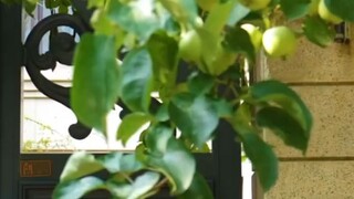 ชาติก่อนถูกครอบครัวทอดทิ้งให้ตายกลางหิมะ ชาตินี้เธอฟื้นกลับมาล้างแค้นน้องสาว ฉีกชะตาทวงทุกสิ่งคืน