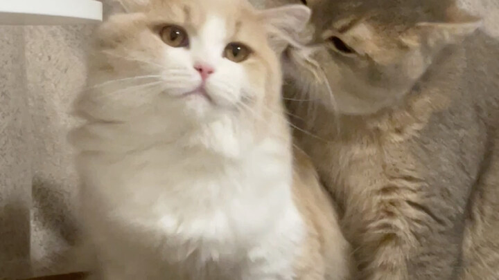 مزايا لعشاقنا الـ200 ألف (مقاطع القطط)