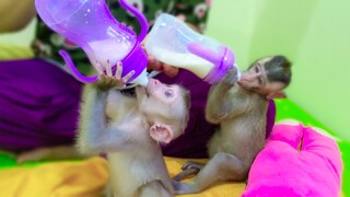 Super strong Yaya drinking milk by holding a big bottle by herself  Toto need Mom to hold the bottle