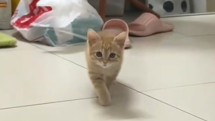 Mèo Con cũng biết chơi trò 123 cây gỗ!