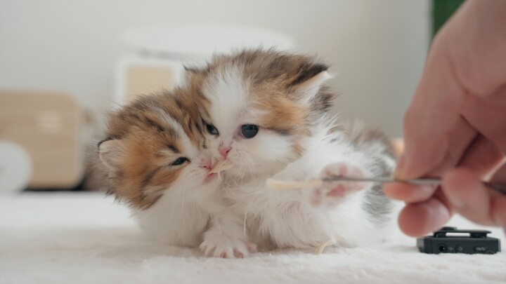 Adults should stay out of the way of kittens!
