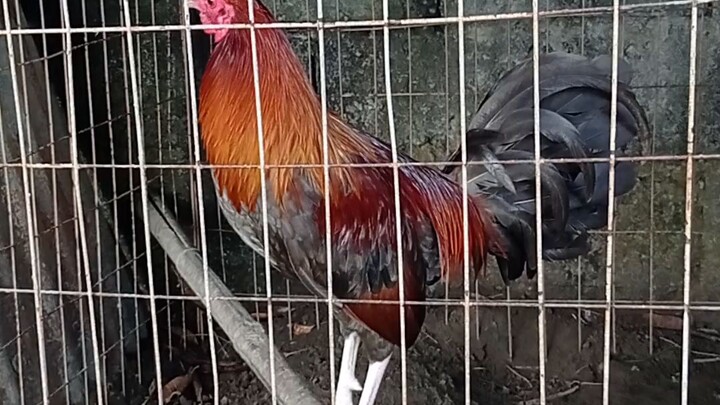 stag cardinal kelso x sweater gray