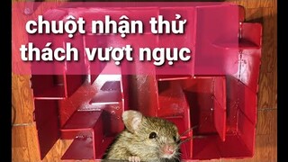 thử thách thoát khỏi mê cung với loài chuột xem nó tinh ranh đến cỡ nào có thoát ra được không