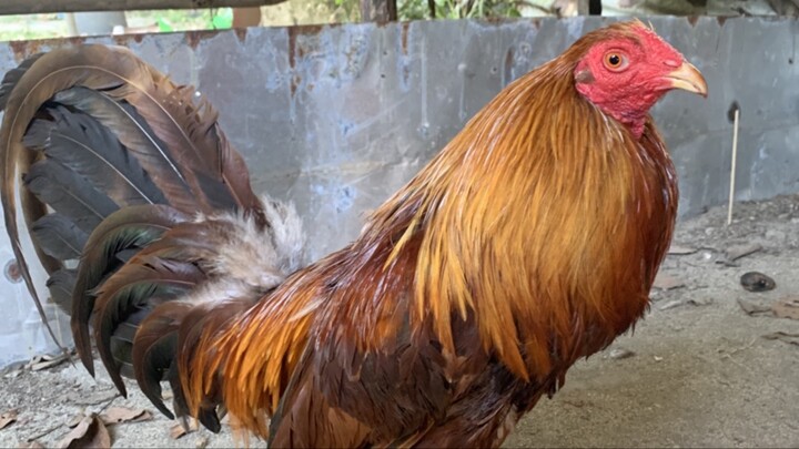 7x winner Lolo GOLD